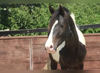 Poney de selle allemand, Étalon, 2 Ans, 158 cm, Pinto