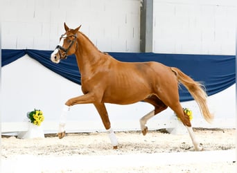 Poney de selle allemand, Étalon, 2 Ans, 159 cm, Alezan