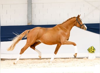 Poney de selle allemand, Étalon, 2 Ans, 159 cm, Alezan