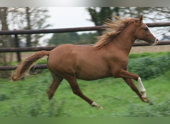 Poney de selle allemand, Étalon, 2 Ans, Alezan