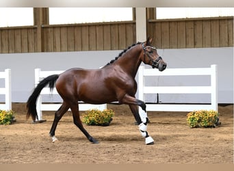 Poney de selle allemand, Étalon, 2 Ans, Bai