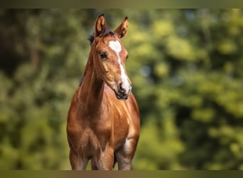Poney de selle allemand, Étalon, 2 Ans, Bai