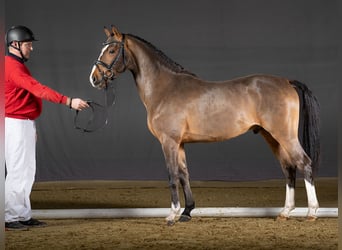 Poney de selle allemand, Étalon, 2 Ans, Bai