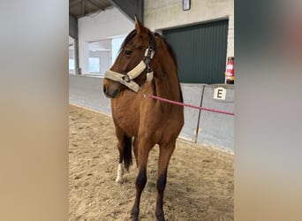Poney de selle allemand, Étalon, 2 Ans, Bai