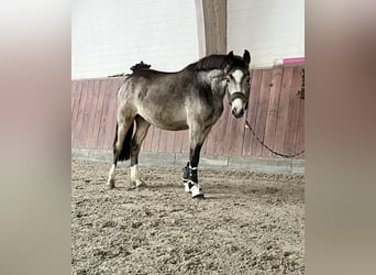 Poney de selle allemand, Étalon, 2 Ans, Buckskin