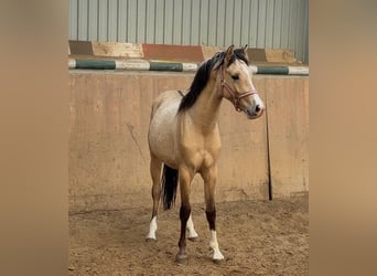 Poney de selle allemand, Étalon, 2 Ans, Buckskin