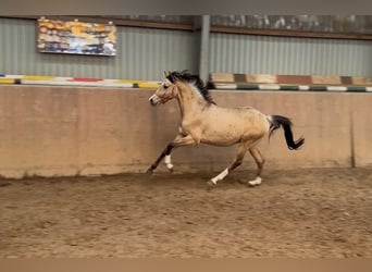 Poney de selle allemand, Étalon, 2 Ans, Buckskin