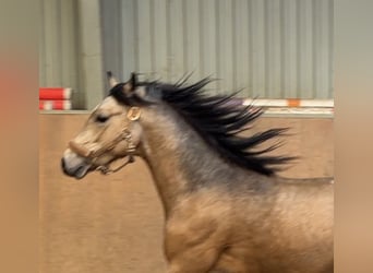 Poney de selle allemand, Étalon, 2 Ans, Buckskin
