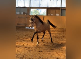Poney de selle allemand, Étalon, 2 Ans, Buckskin
