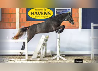 Poney de selle allemand, Étalon, 2 Ans, Gris noir