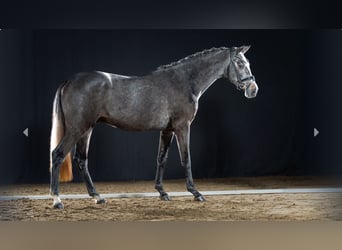 Poney de selle allemand, Étalon, 2 Ans, Gris noir