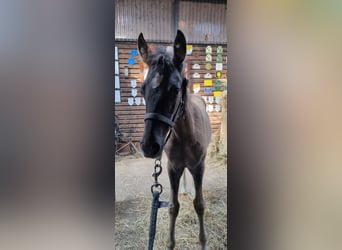 Poney de selle allemand, Étalon, 2 Ans, Grullo