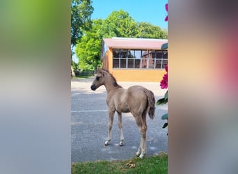 Poney de selle allemand, Étalon, 2 Ans, Grullo