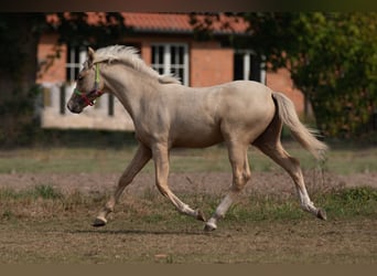 Poney de selle allemand, Étalon, 2 Ans, Palomino