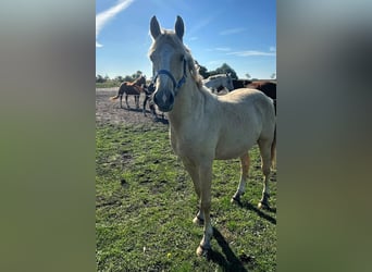 Poney de selle allemand, Étalon, 2 Ans, Palomino