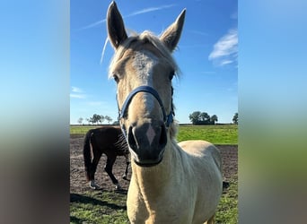 Poney de selle allemand, Étalon, 2 Ans, Palomino