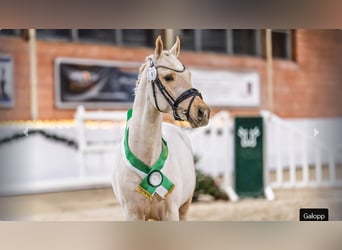 Poney de selle allemand, Étalon, 2 Ans, Palomino
