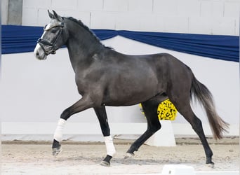 Poney de selle allemand, Étalon, 3 Ans, 137 cm, Gris