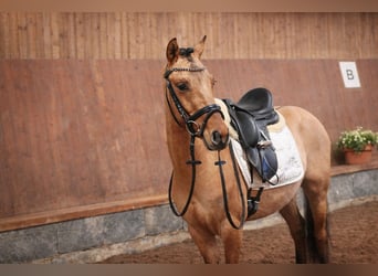 Poney de selle allemand, Étalon, 3 Ans, 139 cm, Buckskin