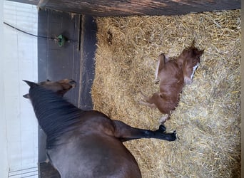 Poney de selle allemand, Étalon, 3 Ans, 140 cm, Alezan