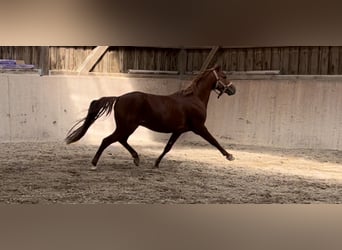 Poney de selle allemand, Étalon, 3 Ans, 140 cm, Alezan