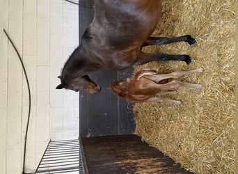 Poney de selle allemand, Étalon, 3 Ans, 140 cm, Alezan