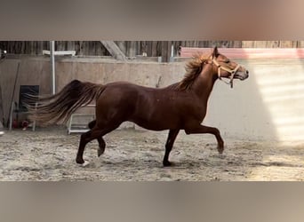 Poney de selle allemand, Étalon, 3 Ans, 140 cm, Alezan
