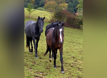 Poney de selle allemand, Étalon, 3 Ans, 142 cm, Bai