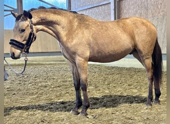 Poney de selle allemand, Étalon, 3 Ans, 143 cm, Isabelle