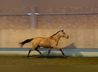 Poney de selle allemand, Étalon, 3 Ans, 143 cm, Isabelle