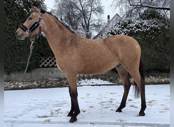 Poney de selle allemand, Étalon, 3 Ans, 143 cm, Isabelle