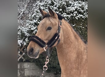 Poney de selle allemand, Étalon, 3 Ans, 143 cm, Isabelle