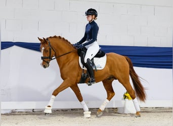 Poney de selle allemand, Étalon, 3 Ans, 144 cm, Alezan