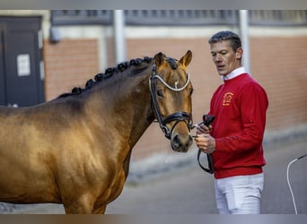 Poney de selle allemand, Étalon, 3 Ans, 144 cm, Bai