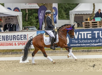 Poney de selle allemand, Étalon, 3 Ans, 144 cm, Bai