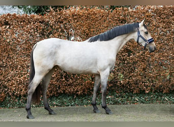 Poney de selle allemand, Étalon, 3 Ans, 144 cm