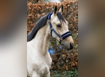 Poney de selle allemand, Étalon, 3 Ans, 144 cm