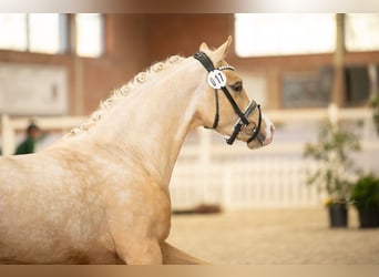 Poney de selle allemand, Étalon, 3 Ans, 144 cm, Palomino