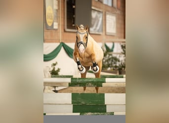 Poney de selle allemand, Étalon, 3 Ans, 144 cm, Palomino