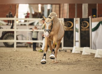 Poney de selle allemand, Étalon, 3 Ans, 144 cm, Palomino