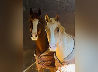 Poney de selle allemand, Étalon, 3 Ans, 144 cm, Palomino