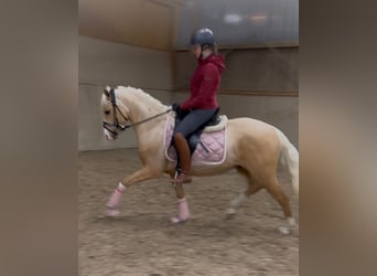 Poney de selle allemand, Étalon, 3 Ans, 144 cm, Palomino