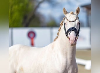 Poney de selle allemand, Étalon, 3 Ans, 144 cm, Perlino