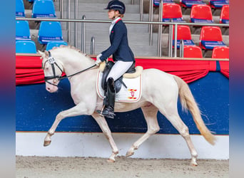 Poney de selle allemand, Étalon, 3 Ans, 144 cm, Perlino
