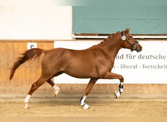 Poney de selle allemand, Étalon, 3 Ans, 145 cm, Alezan brûlé