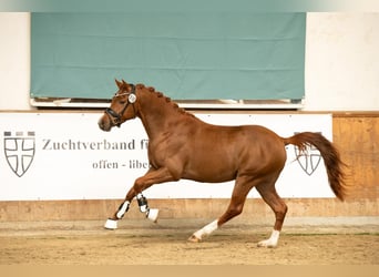 Poney de selle allemand, Étalon, 3 Ans, 145 cm, Alezan brûlé