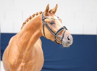 Poney de selle allemand, Étalon, 3 Ans, 145 cm, Alezan