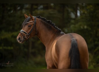 Poney de selle allemand, Étalon, 3 Ans, 145 cm, Bai