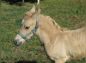 Poney de selle allemand, Étalon, 3 Ans, 145 cm, Palomino