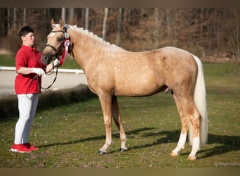 Poney de selle allemand, Étalon, 3 Ans, 145 cm, Palomino